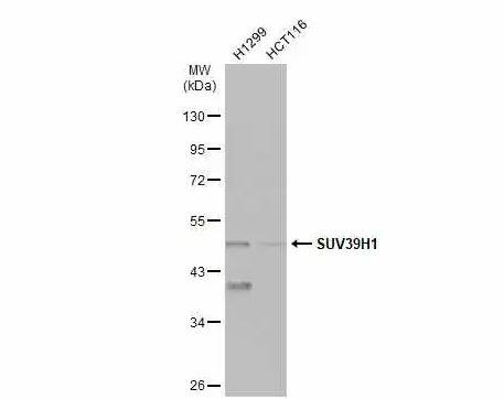 KMT1A/SUV39H1 Antibody