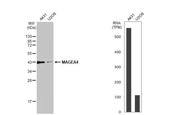 MAGEA4 Antibody