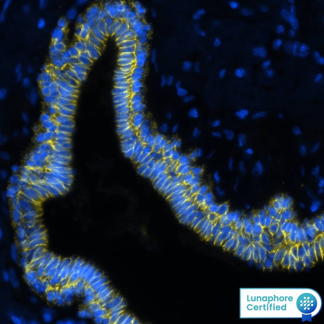 E-Cadherin Antibody (7H12) - BSA Free