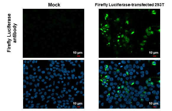 Luciferase Antibody