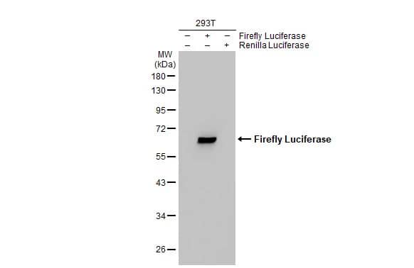 Luciferase Antibody
