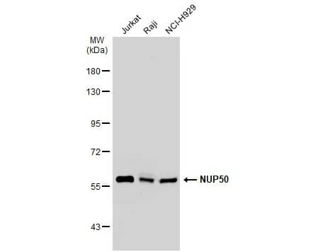 NUP50 Antibody