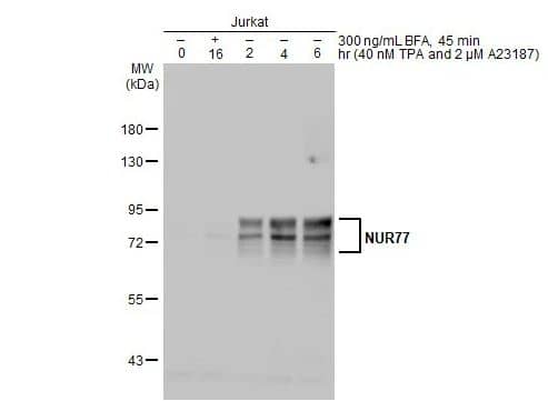 NGFI-B alpha/Nur77/NR4A1 Antibody