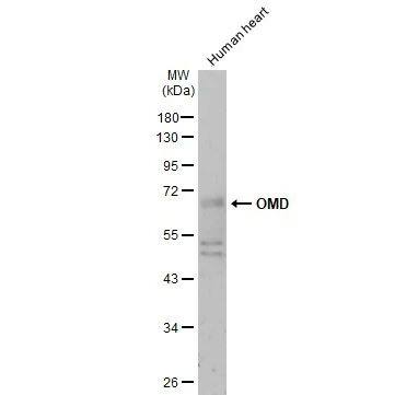 Osteoadherin/OSAD/OMD Antibody