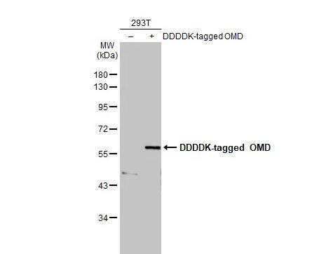 Osteoadherin/OSAD/OMD Antibody