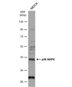 p38 Antibody [NBP2-19662]