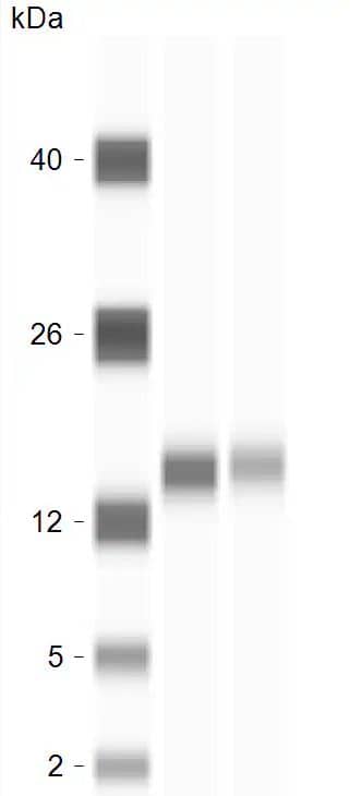 Cytochrome c Antibody