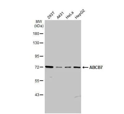 ABCB7 Antibody