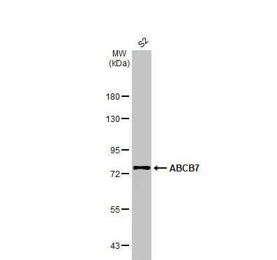 ABCB7 Antibody
