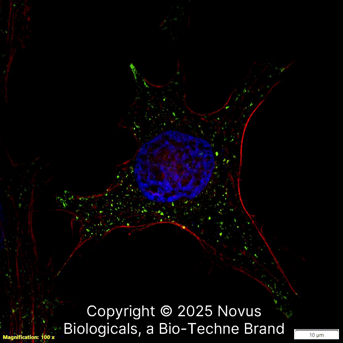 LAMP-2/CD107b Antibody (H4B4) - BSA Free