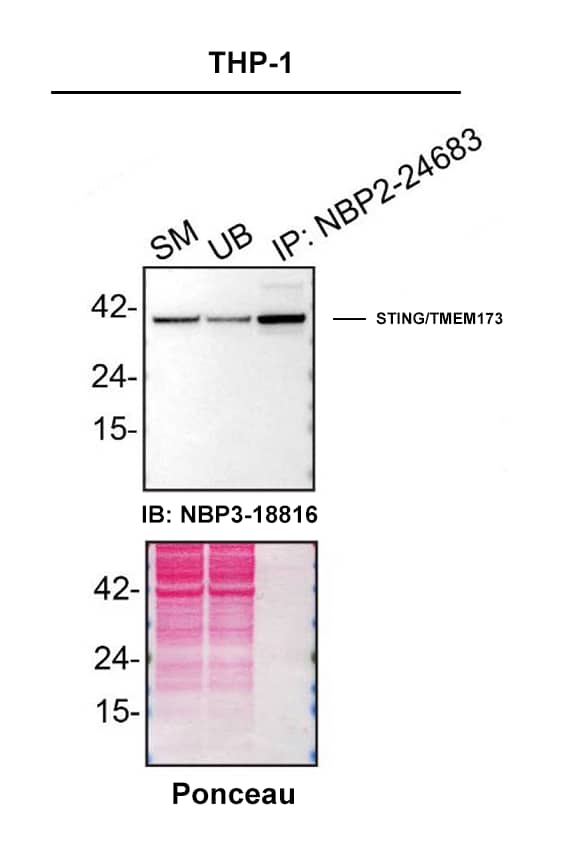 STING/TMEM173 Antibody - BSA Free