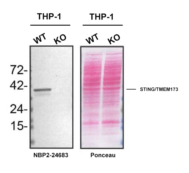 STING/TMEM173 Antibody - BSA Free