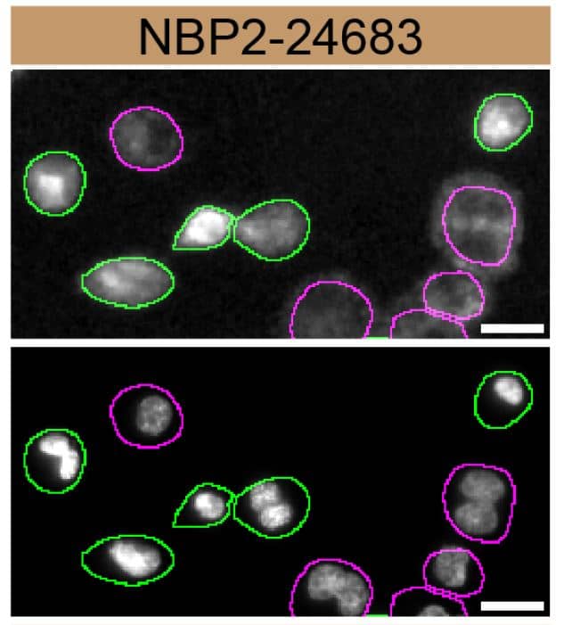 STING/TMEM173 Antibody - BSA Free