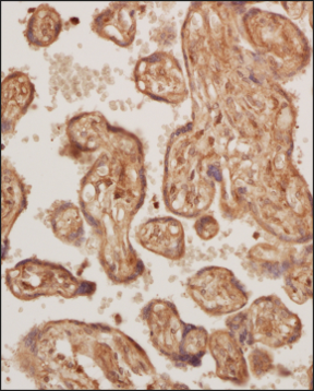 Wnt-5a Antibody - BSA Free Immunohistochemistry-Paraffin: Wnt-5a Antibody - BSA Free [NBP2-24752]