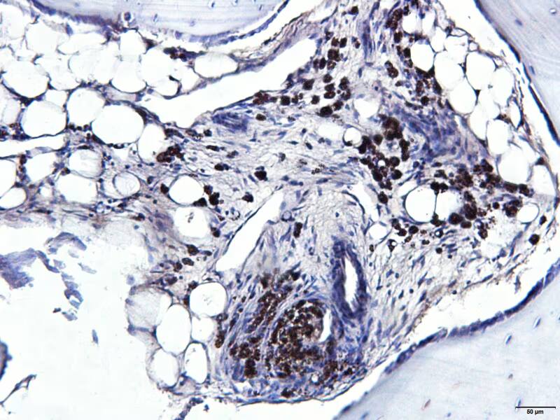 RUNX2/CBFA1 Antibody - BSA Free