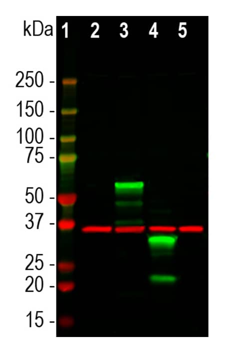 mCherry Antibody