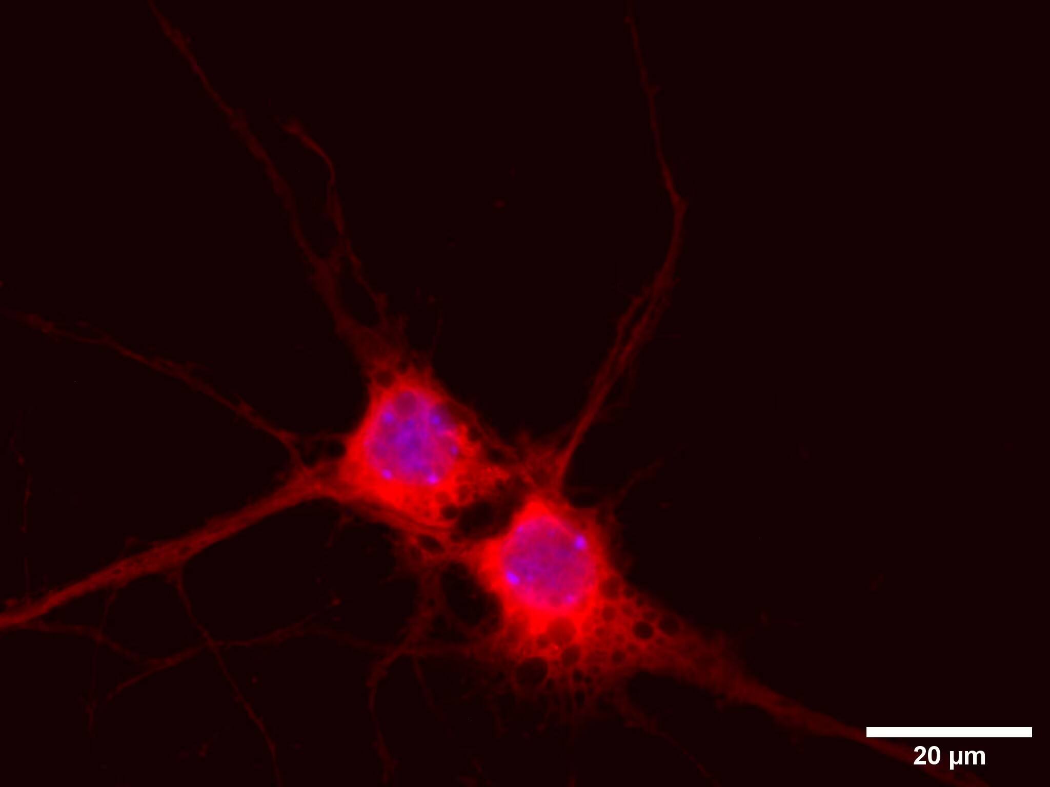 mCherry Antibody - BSA Free