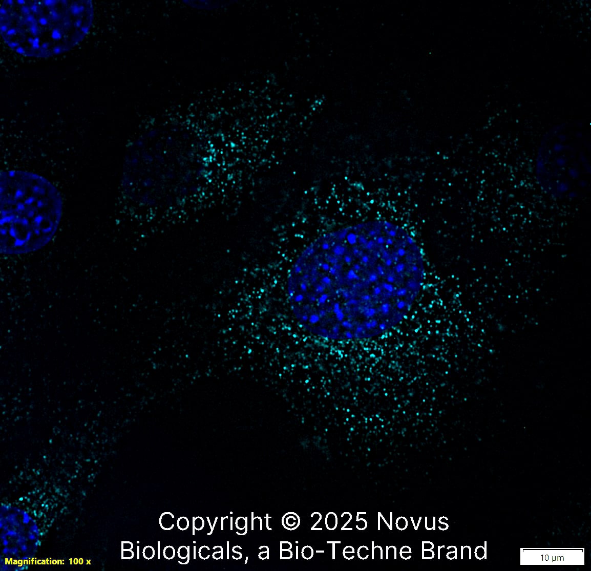 LAMP-1/CD107a Antibody (H4A3) - Azide and BSA Free