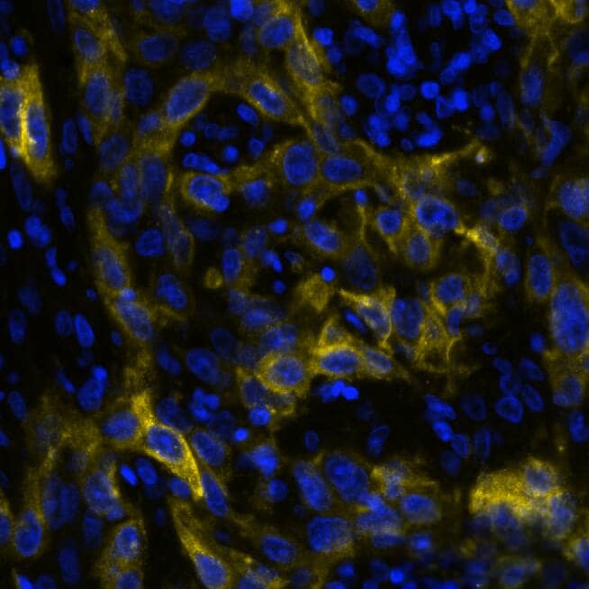 5'-Nucleotidase/CD73 Antibody (45M4F9) - BSA Free