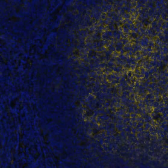 5'-Nucleotidase/CD73 Antibody (45M4F9) - BSA Free
