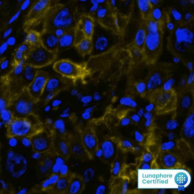 5'-Nucleotidase/CD73 Antibody (45M4F9) - BSA Free