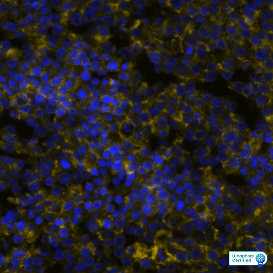B7-1/CD80 Antibody (62N3G8) - BSA Free