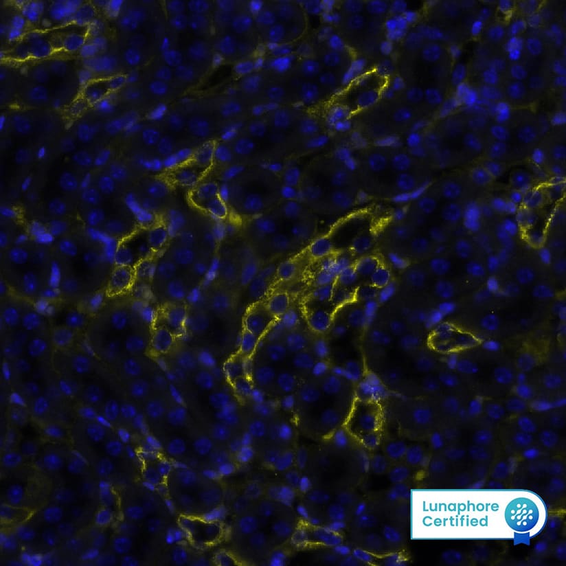 Cytokeratin, pan Antibody (AE-1/AE-3) Detection of Cytokeratin, pan in Mouse Kidney via seqIF™ staining on COMET™