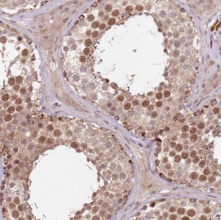 LIN37 Antibody