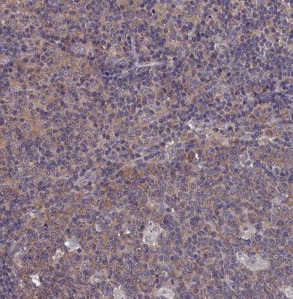 PGPase Antibody
