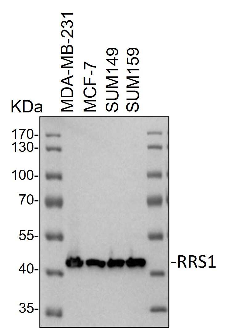 RRS1 Antibody