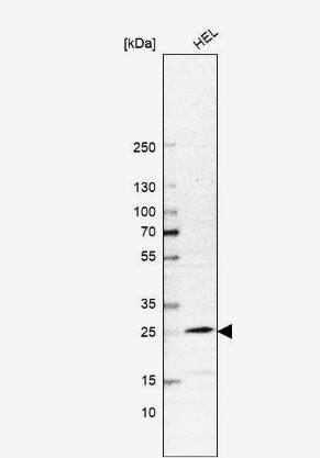 MYL4 Antibody