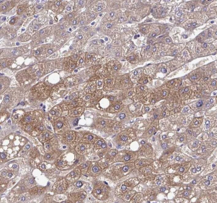RASL11B Antibody - BSA Free