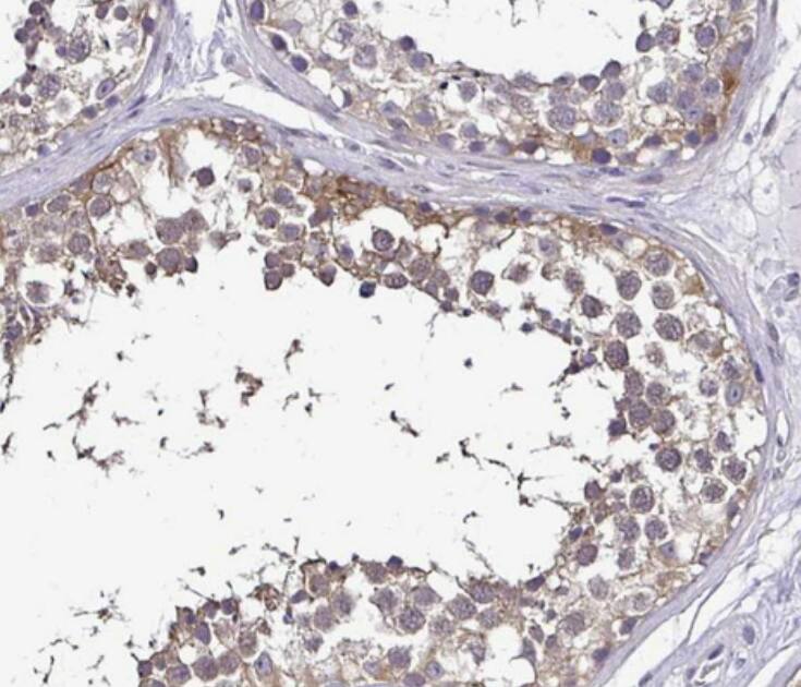 RASL11B Antibody - BSA Free
