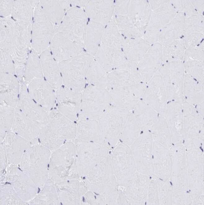 RASL11B Antibody - BSA Free