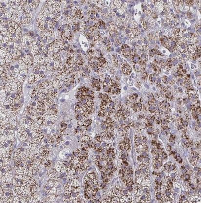 NGL-3/LRRC4B/LRCH4B Antibody