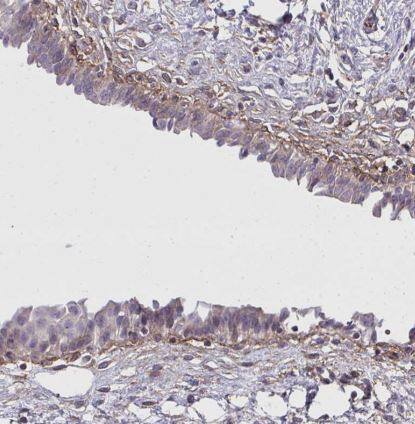 SLC14A1 Antibody