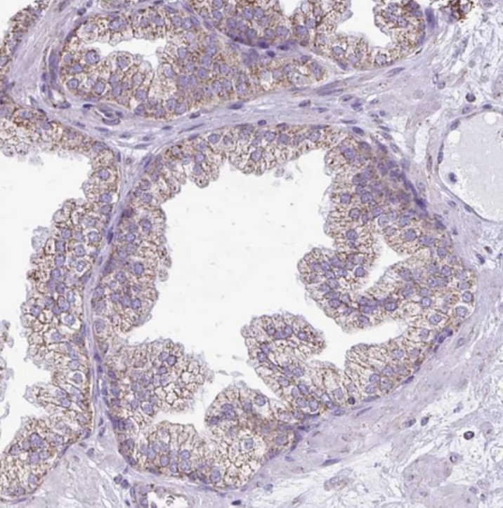 EVA1/MPZL2 Antibody - BSA Free