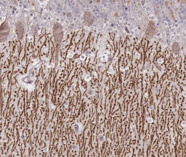 DAGLA Antibody - BSA Free