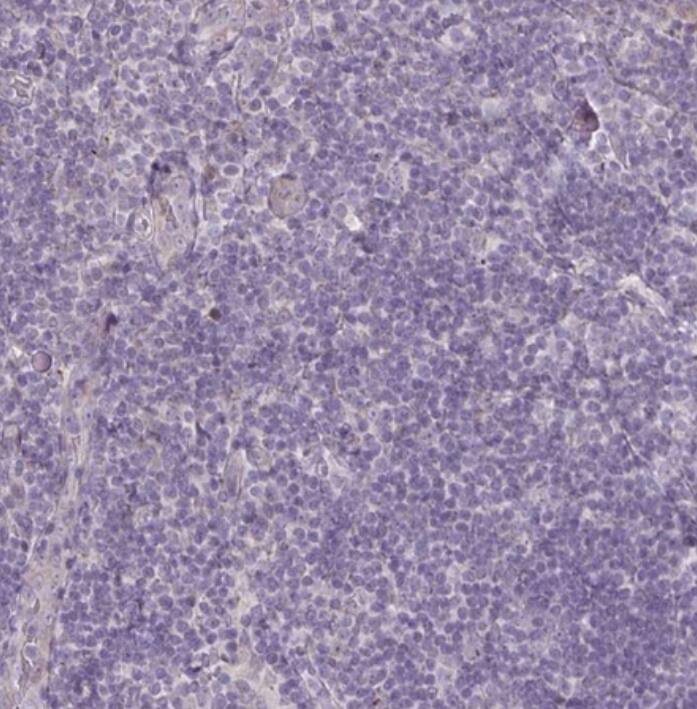 DAGLA Antibody - BSA Free