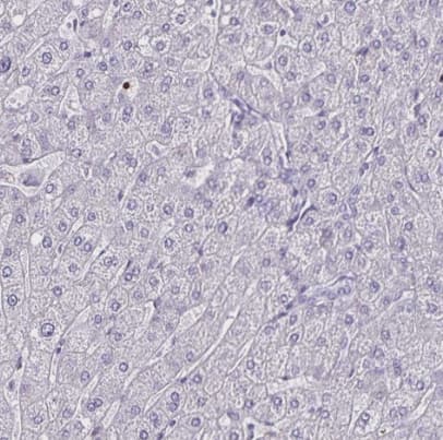 ULBP-3 Antibody - BSA Free