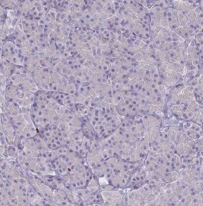 ULBP-3 Antibody - BSA Free