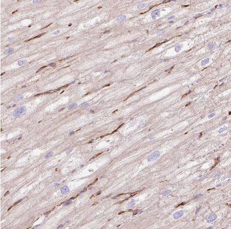 EHD3 Antibody
