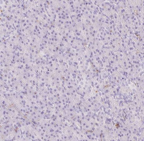 EHD3 Antibody