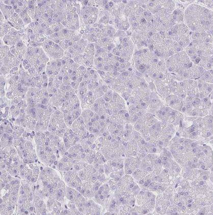 VGLL1 Antibody
