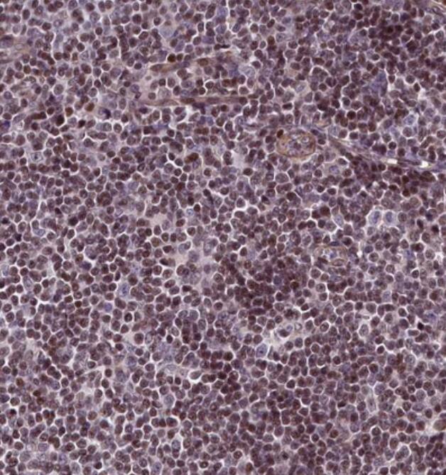SP4 Antibody - BSA Free