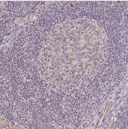 PGLYRP2/PGRP-L Antibody