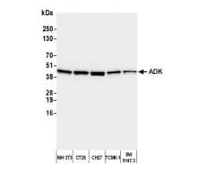 ADK Antibody