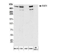 FAT1 Antibody