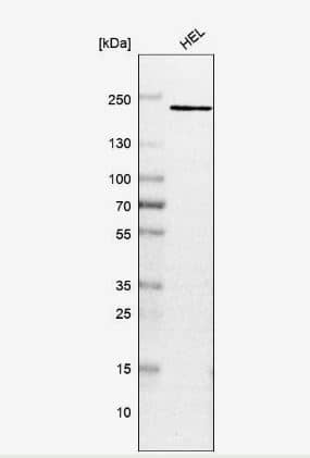 PSME4 Antibody