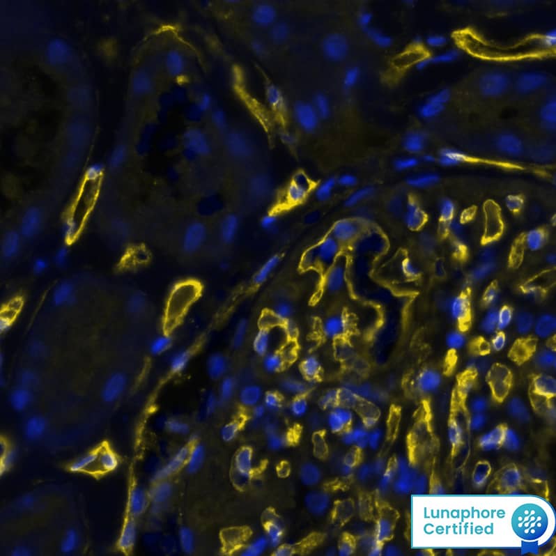 CD34 Antibody (QBEnd/10) - BSA Free